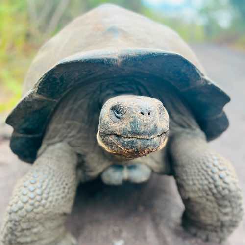 Want to See Galápagos Giant Tortoises? Get Out of the Water.