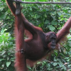 Travel to Borneo (Sarawak and Sabah) – Episode 222